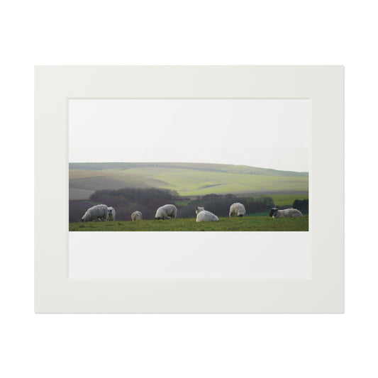 Sitting Sheep - Avebury | Fine Art Print with Passepartout Paper Frame