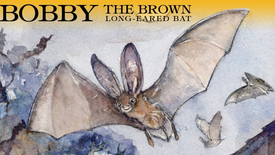 Bobby the Long Eared Bat illustration with flying bat - book cover