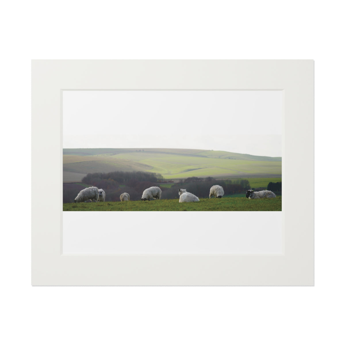 Sitting Sheep - Avebury | Fine Art Print with Passepartout Paper Frame
