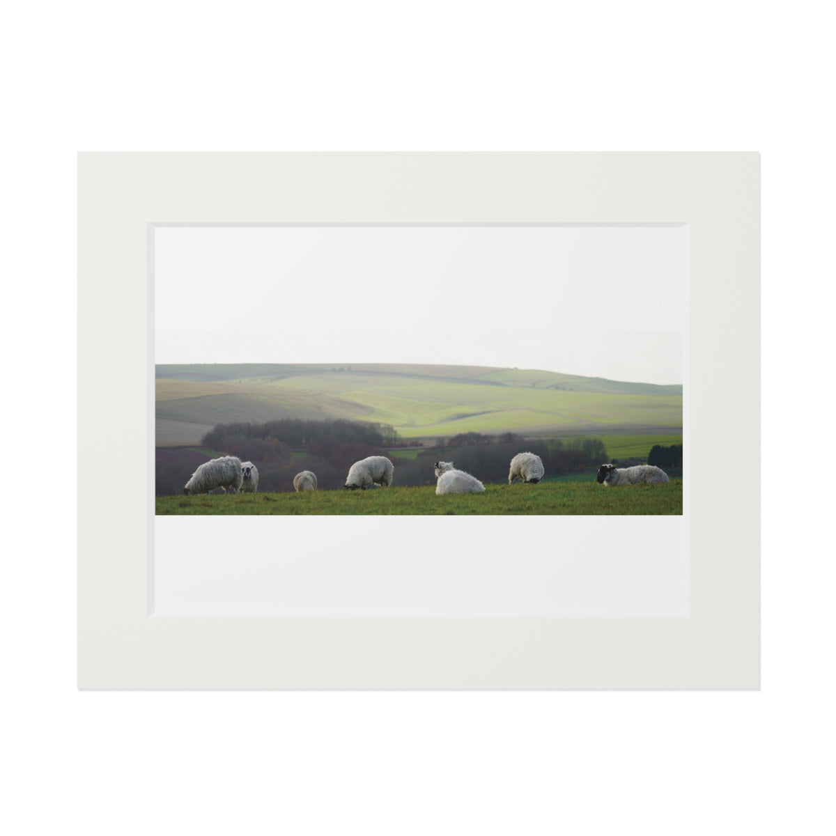 Sitting Sheep - Avebury | Fine Art Print with Passepartout Paper Frame