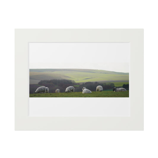 Sitting Sheep - Avebury | Fine Art Print with Passepartout Paper Frame