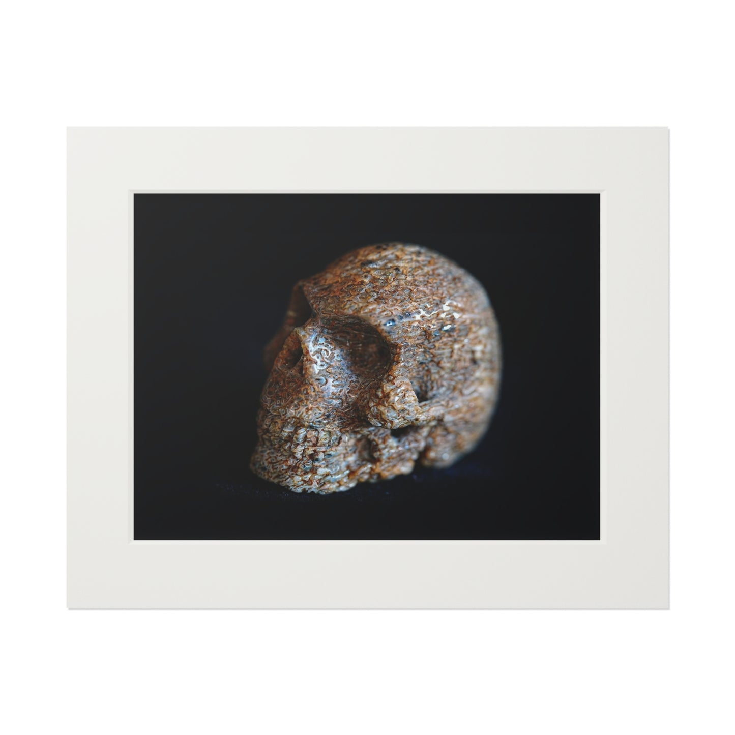 Whale Bone Skull  -  Fine Art Print and Passepartout Paper Frame