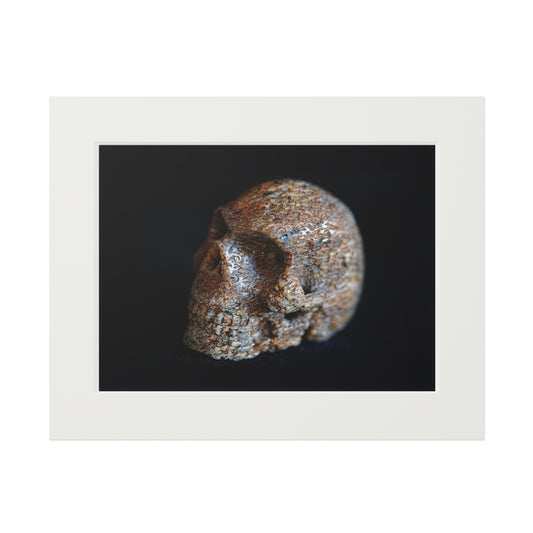 Whale Bone Skull  -  Fine Art Print and Passepartout Paper Frame