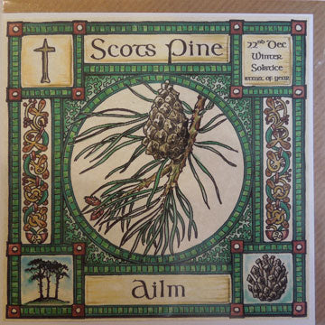 Scots Pine - 22nd Dec. - Winter Solstice (start of year)